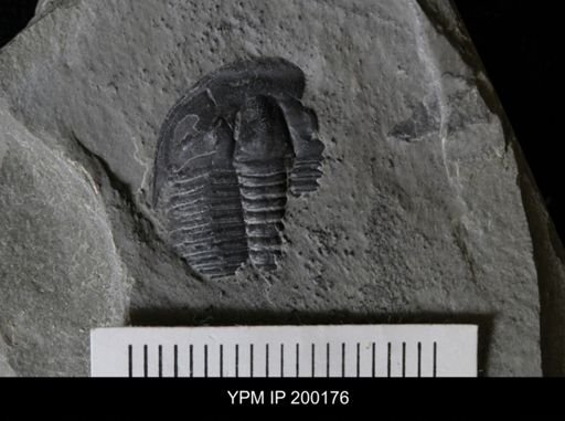 Elrathia kingi