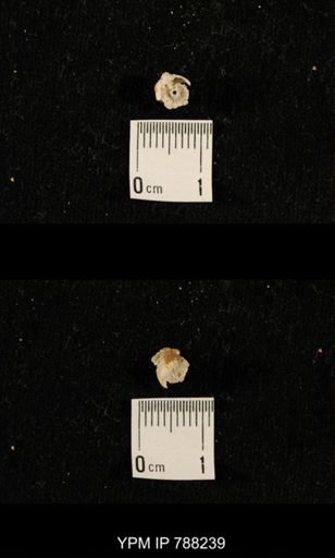 undet. Crinoidea