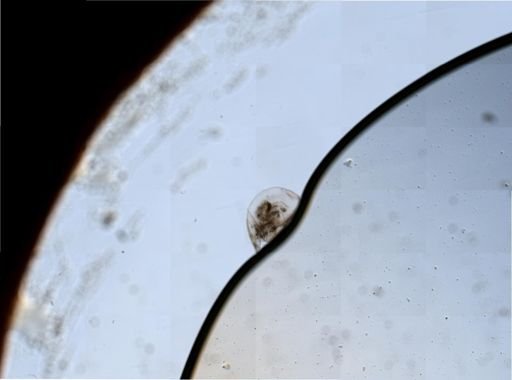 Cladocera