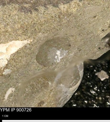 Protocardia subquadrata