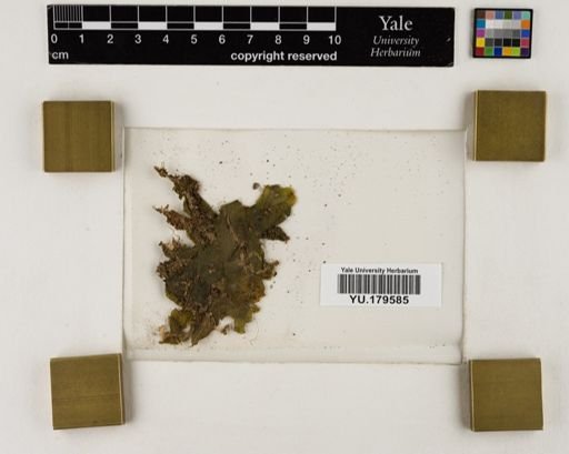 Plantae