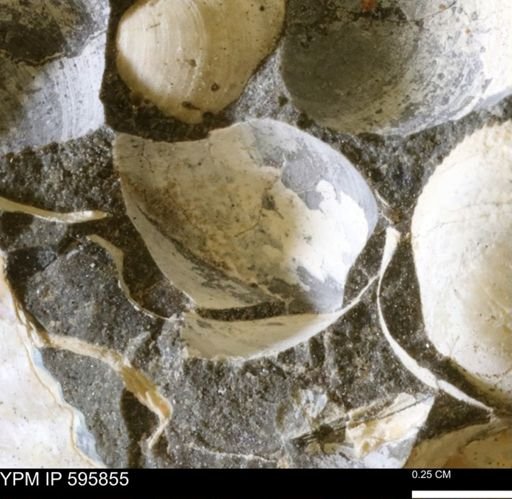 Protocardia sp.