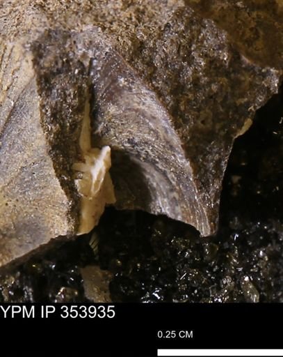 undet. Bivalvia