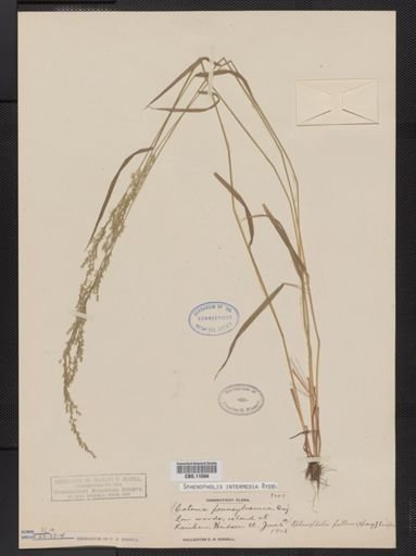 Sphenopholis intermedia