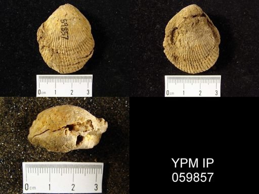 Plethorhyncha speciosa
