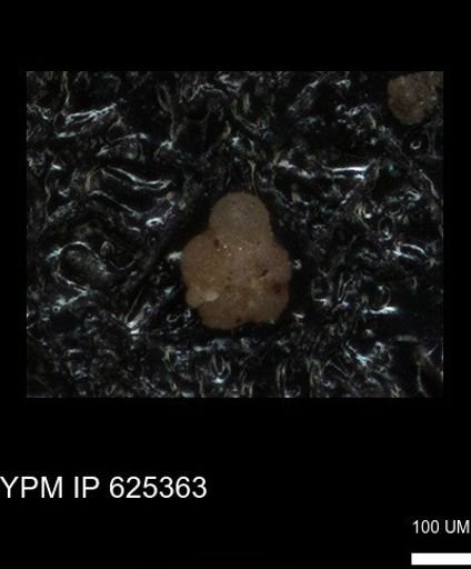 undet. Rugoglobigerinidae