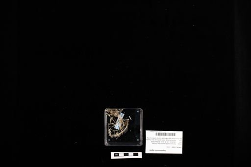 Aspidoscelis tigris