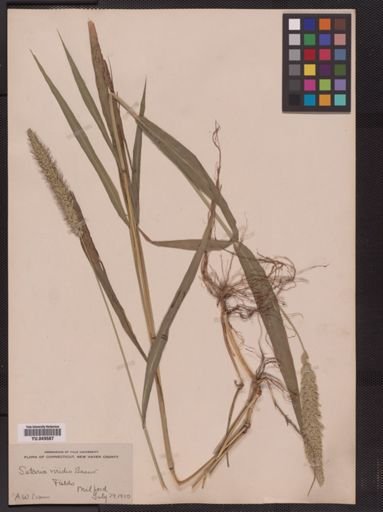 Setaria viridis