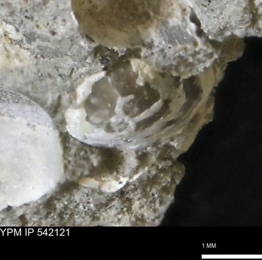 Corbulamella gregaria