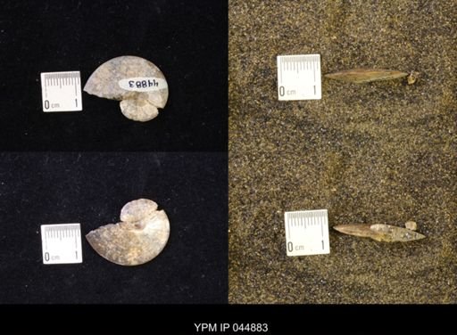 Sphenodiscus lenticularis