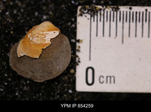 Limopsis striatopunctatus