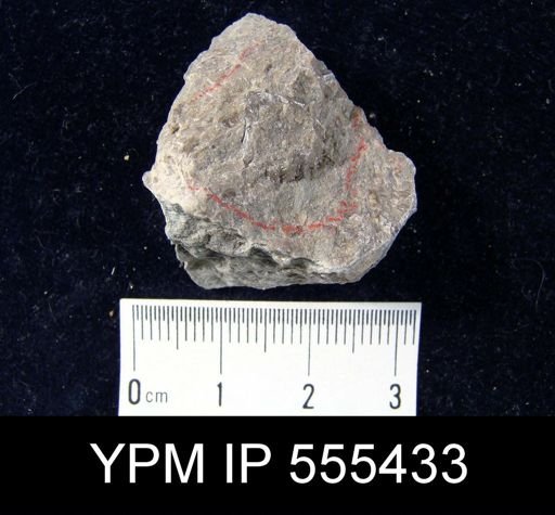 Spirifer cameratus