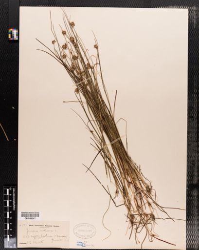 Juncus nodosus