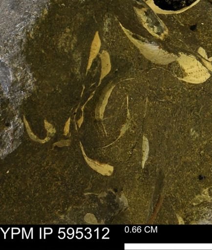 Protocardia sp.