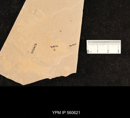 undet. Diptera
