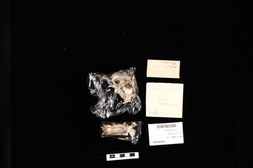 Siluriformes