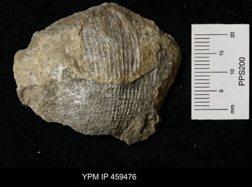 Dictyoclostus americanus