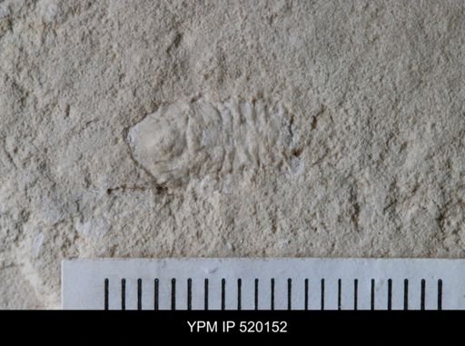 undet. Cheloniellida