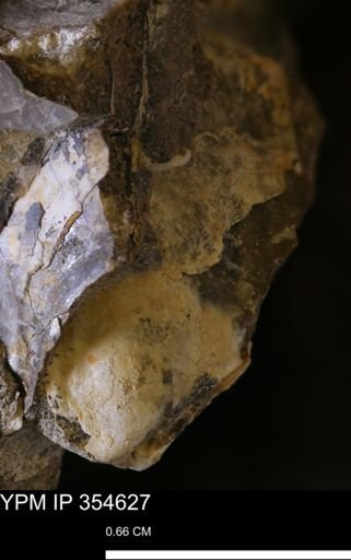 Pseudoptera subtortuosa