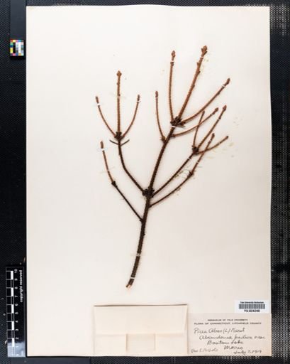 Picea abies