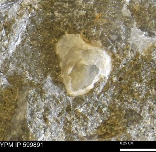 Protocardia subquadrata