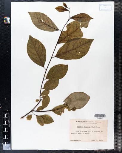 Lindera benzoin