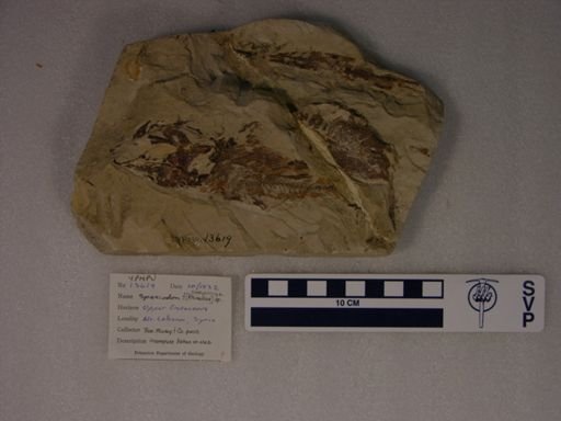 Spaniodon sp.