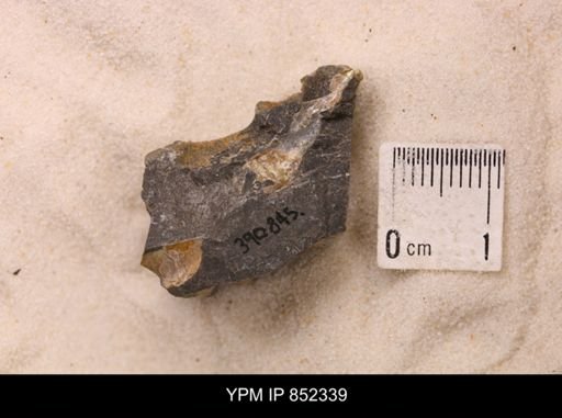 Baculites sp.