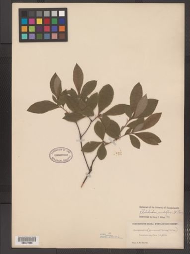 Rhododendron nudiflorum