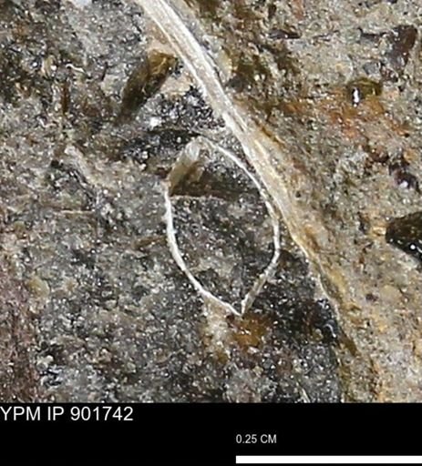 undet. Bivalvia