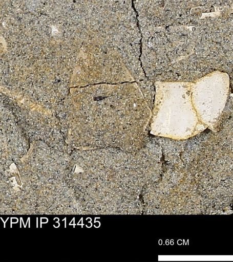 undet. Mollusca