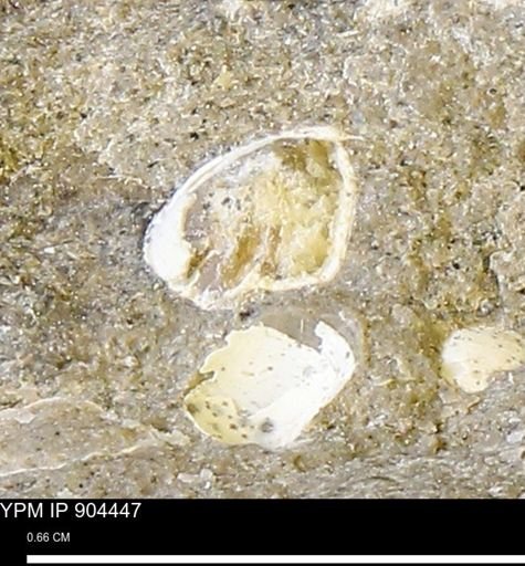 undet. Bivalvia