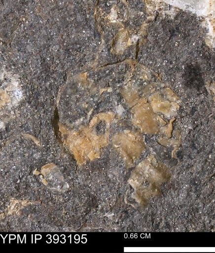 undet. Scaphitidae