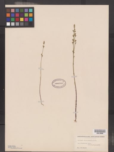 Bartonia virginica