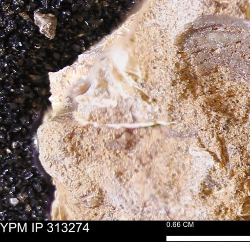 Corbicula