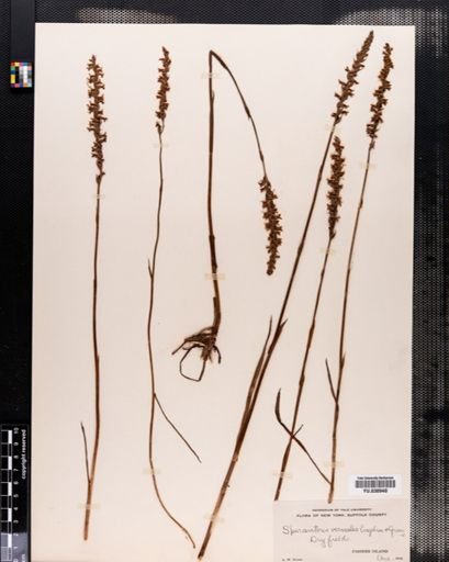 Spiranthes vernalis
