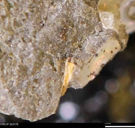 undet. Scaphitidae
