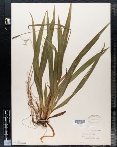 Carex laxiflora