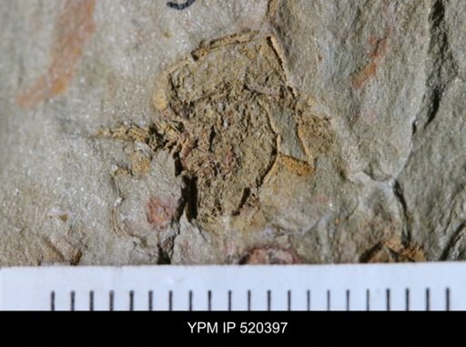 Chauvelicystis?