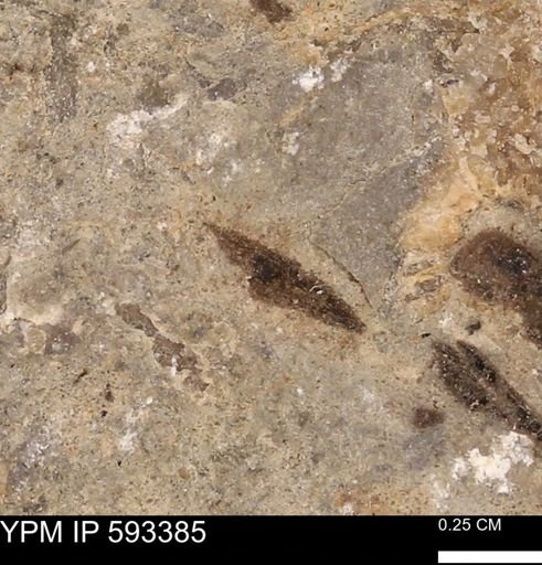 taxon undetermined