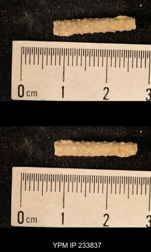 Archaeocidaris sp.