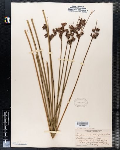 Scirpus acutus