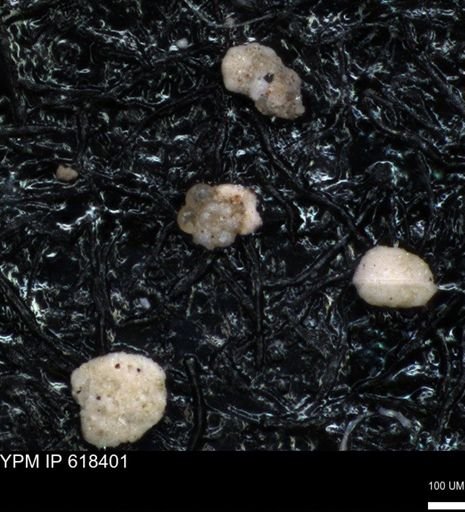 undet. Foraminiferida