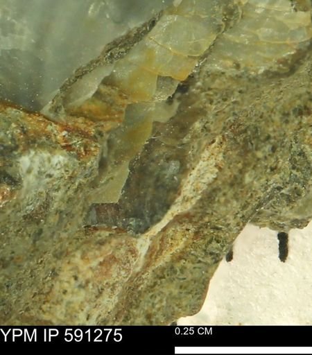 undet. Bivalvia
