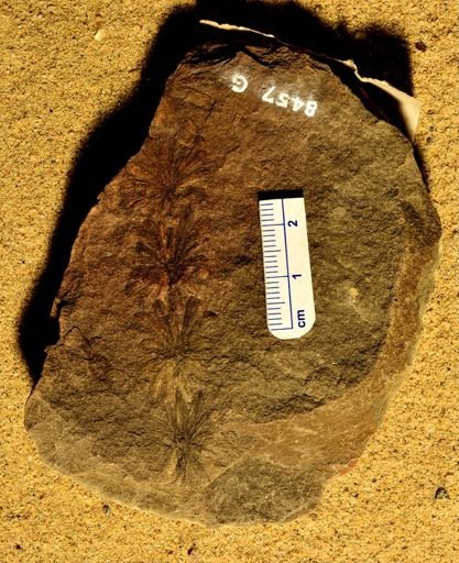 Annularia sphenophylloides