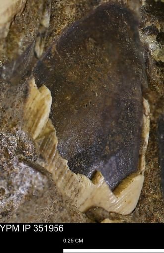 Limopsis striatopunctatus