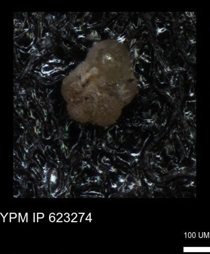 undet. Foraminiferida