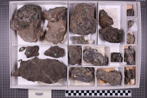 mixed taxa, stratigraphic collection
