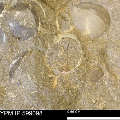 undet. Bryozoa