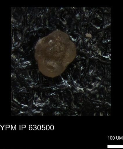 undet. Foraminiferida
